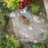 SOKAĞA ATILMIŞ KEDİYİ SAHİPLENDİRMEK İSTİYORUZ fotoğraf
