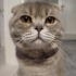Antalya Manavgat’ta Safkan British Shorthair Erkek Kedi Pars’a Yuva Aranıyor fotoğraf