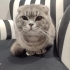 Antalya Manavgat’ta Safkan British Shorthair Erkek Kedi Pars’a Yuva Aranıyor fotoğraf