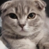 Antalya Manavgat’ta Safkan British Shorthair Erkek Kedi Pars’a Yuva Aranıyor fotoğraf