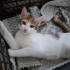 Biraz çekingenim ama alışabilirim :) fotoğraf