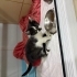 3 aylık erkek smokin kedimiz yumoş fotoğraf