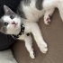 Yuva Arayan Minik Boncuk 🐾 fotoğraf