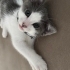 Yuva Arayan Minik Boncuk 🐾 fotoğraf