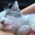 Yuva Arayan Minik Boncuk 🐾 fotoğraf