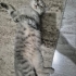 YAKLAŞIK 8-9 AY CİVARI BRİTİSH..!! KISIR..!! fotoğraf