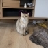 🐾 Eylül'e Ömürlük Yuva Arıyoruz 💗 fotoğraf