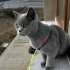 British shorthair sahiplendiriyorum fotoğraf