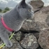 British shorthair sahiplendiriyorum fotoğraf
