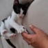 Şirin oyuncu minnoş bir kız fotoğraf