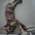 Tortoiseshell Yavrum fotoğraf