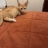 Teo iç dış parazitleri yapıldı karma aşıları yapıldı fotoğraf