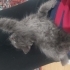 3 aylik gri yavru kedi fotoğraf