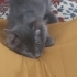 3 aylik gri yavru kedi fotoğraf