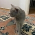 Dumanıma yeni yuva arıyorum fotoğraf