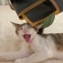 Meraklı, koca göbüşlü bir bebeğe yuva olmak ister misiniz🐾 fotoğraf