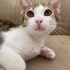 Meraklı, koca göbüşlü bir bebeğe yuva olmak ister misiniz🐾 fotoğraf