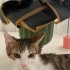 Meraklı, koca göbüşlü bir bebeğe yuva olmak ister misiniz🐾 fotoğraf