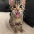 Oyuncu, sevgi bağımlısı bir bebek🐾 fotoğraf