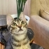 Oyuncu, sevgi bağımlısı bir bebek🐾 fotoğraf