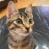 Oyuncu, sevgi bağımlısı bir bebek🐾 fotoğraf