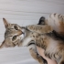 Oyuncu, haylaz bir bebeğe yuva olmak ister misiniz🐾 fotoğraf