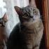 2 kediyi beraber almak isteyenler ulaşsın(kardeş gibiler) fotoğraf