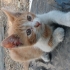 Misket sokakta kalmasın yuvası olmak ister misiniz🐾 fotoğraf