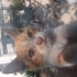 Misket sokakta kalmasın yuvası olmak ister misiniz🐾 fotoğraf