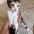 Minik Calico Prensese Yuva arıyorum fotoğraf