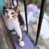 Minik Calico Prensese Yuva arıyorum fotoğraf