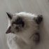 Maviş kıza ömürlük yuva fotoğraf