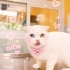Ücretsiz sahiplenme British kedi fotoğraf