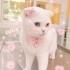 Ücretsiz sahiplenme British kedi fotoğraf