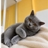 Ücretsiz sahiplenme British kedi fotoğraf