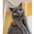 Ücretsiz sahiplenme British kedi fotoğraf