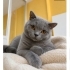 Ücretsiz sahiplenme British kedi fotoğraf