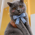 Ücretsiz sahiplenme British kedi fotoğraf