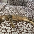 Oyuncu,Tuvalet Eğitimli Yavruya Ömürlük Yuva (erkek) fotoğraf
