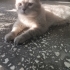 Ücretsiz eğitimli sakin ve sevimli fotoğraf