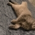 Kısır erkek çipli scotish fold fotoğraf