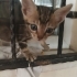 Denizli'de yavru kedi ilanı fotoğraf