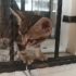 Denizli'de yavru kedi ilanı fotoğraf