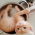 2 Aylık Sarman Kedimize yeni mutlu yuvasını arıyoruz fotoğraf