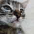 2 Aylık Tatlı Kedi yavrumuza mutlu yuvasını arıyoruz fotoğraf