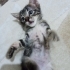 2 Aylık Tatlı Kedi yavrumuza mutlu yuvasını arıyoruz fotoğraf
