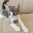 2 Aylık güzel kedimize yeni mutlu yuvasını arıyoruz fotoğraf