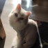 Güzeller güzeli kızımız yeni yuvasını arıyor. fotoğraf