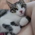 Pembe patili minik haylaz fotoğraf