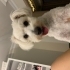SEVİMLİ MALTESE KÖPEK fotoğraf